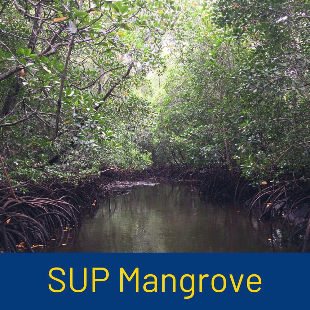 sup-mangrove-tour